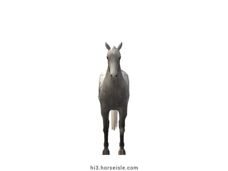Grey Spotted Sport Horse Grey Blanket Coat (front view)